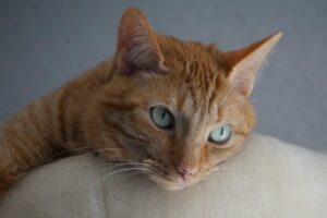 Read more about the article Real-Life Rescue: Locked Out of Home with Kids Inside