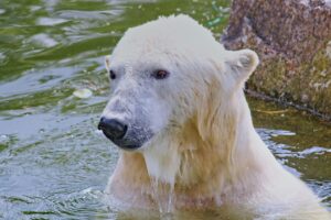 Read more about the article How We Saved a Locked-In Pet in White Bear Lake